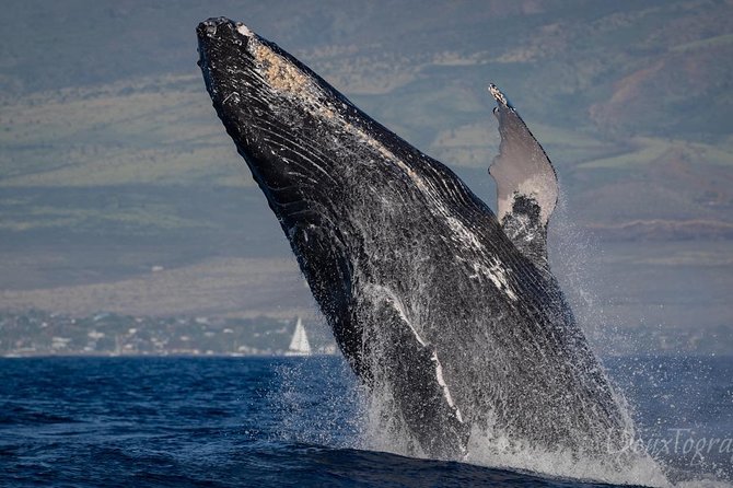 Custom Private Adventure - Private boat day on Maui: from Lahaina waters to that floating mat