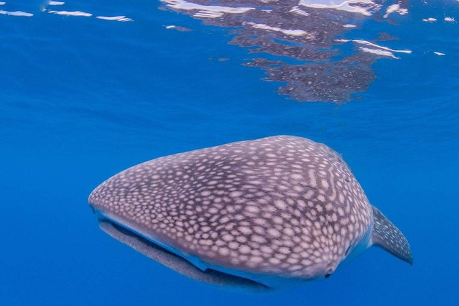 Custom Private Adventure - SCUBA and Intro SCUBA: who can join and what you need to plan