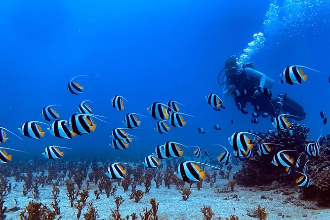 Custom Private Adventure - Marine life chances: turtles, dolphins, and humpbacks in winter