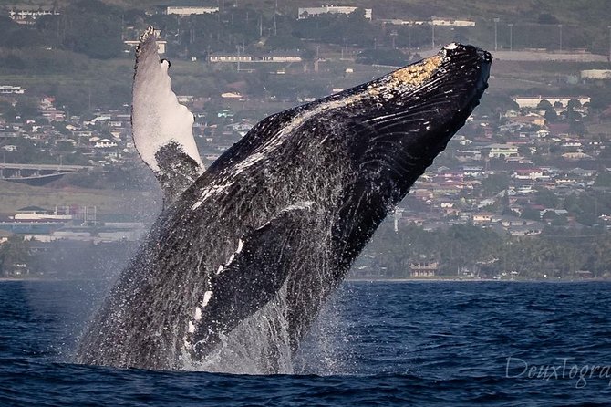 Custom Private Adventure - Customizing your hours: snorkeling, whale watching, and Maui vs Lanai