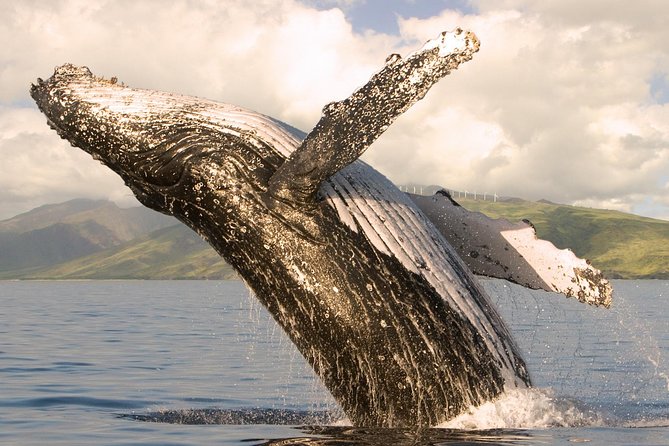 Deluxe Whale Watching Sail on Maui - Quick hits on this Maui whale sail