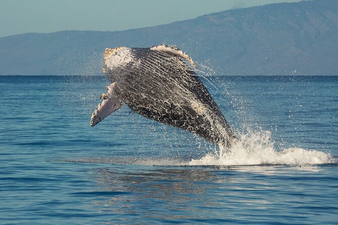 Deluxe Whale Watching Sail on Maui - Lunch and two complimentary drinks: the real value of the $147.83