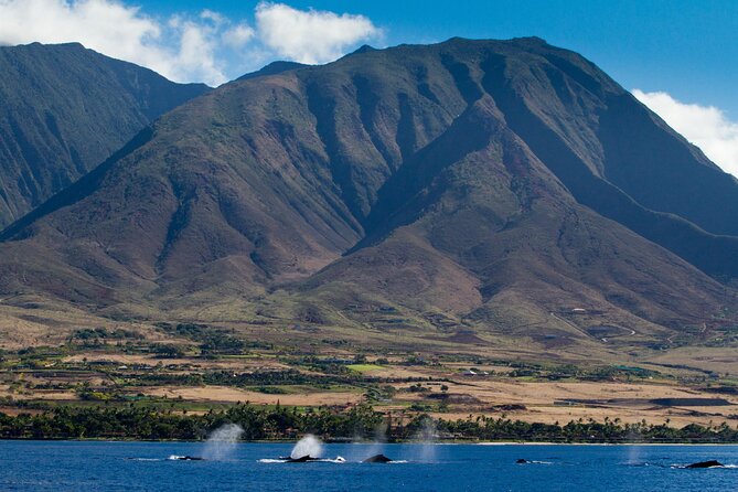 Deluxe Whale Watching Sail on Maui - Crew service and how assigned viewing can help