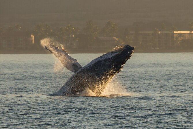 Deluxe Whale Watching Sail on Maui - Who this deluxe whale watch suits best