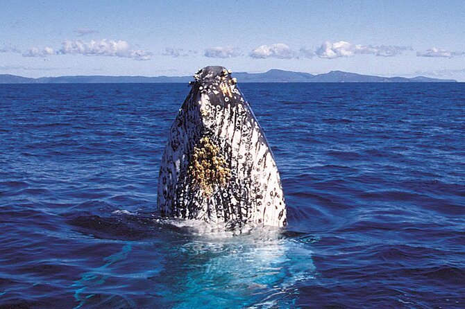 Deluxe Whale Watching Sail on Maui - Price and logistics: quick reality check before you book