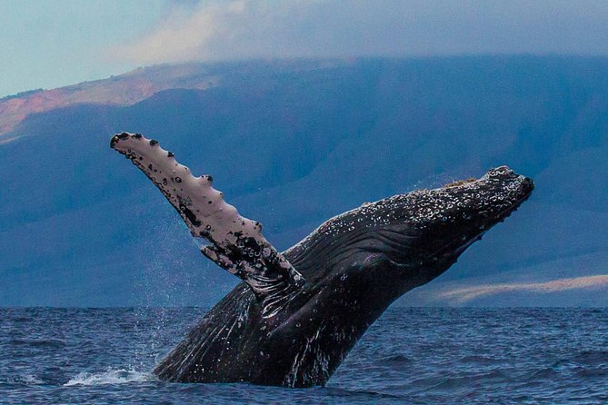 Deluxe Whale Watching Sail on Maui - The cruise route around Maui: how Maalaea to Lahaina feels