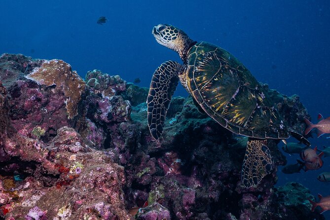 Discover Scuba Diving Class from Lahaina - Who Should Book This, and Who Might Want a Different Plan