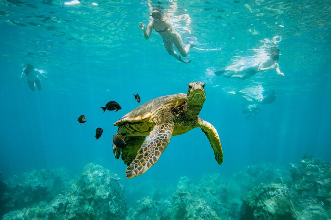 Discover the Magic of Coral Garden’s Turtle Town - Maalaea Harbor - Coral Garden’s Turtle Town: 5 quick reasons this tour works