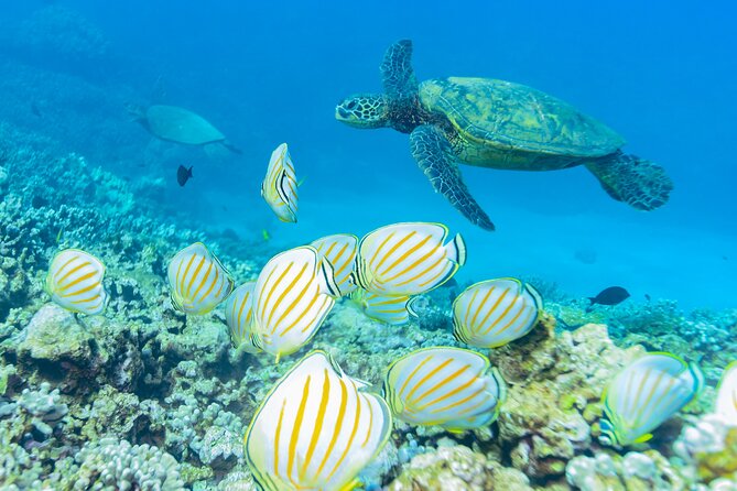 Discover the Magic of Coral Garden’s Turtle Town - Maalaea Harbor - Whale watching on the sail: seasonal, not guaranteed