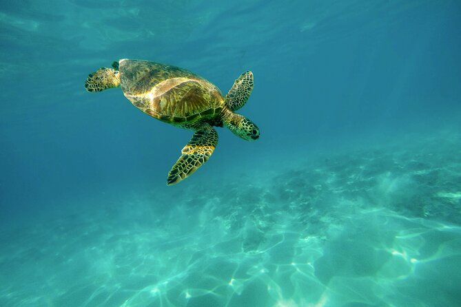 E-Scooter Snorkel With Photo and Video At Turtle Town - Price Value for $159: When It’s Worth It