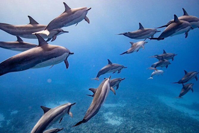 Eco-Raft Tour: Maui-Lanai Snorkel / Dolphin Watch (Semi-Private) - Quick reasons this eco-raft day feels worth it