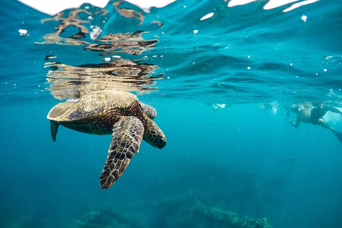 Eco-Raft Tour: Maui-Lanai Snorkel / Dolphin Watch (Semi-Private) - Options that fit different comfort levels