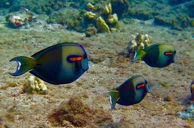 Eco Sea Scooter Beach Entry - Rent a GoPro Video tape Sea Turtles - Entering Kapalua Bay: a guided route built for confidence
