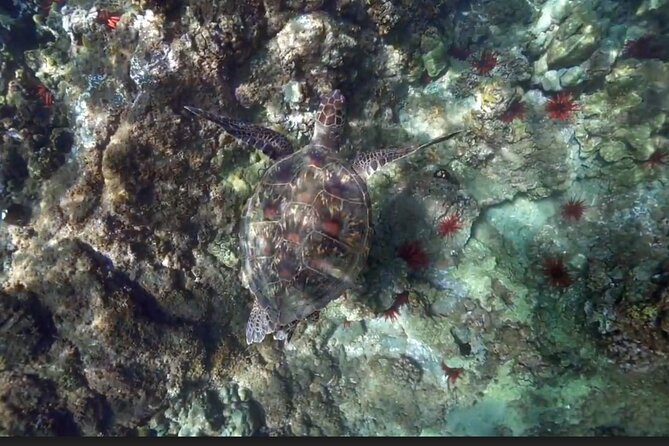 Eco Sea Scooter Beach Entry - Rent a GoPro Video tape Sea Turtles - How the depth limits help you relax
