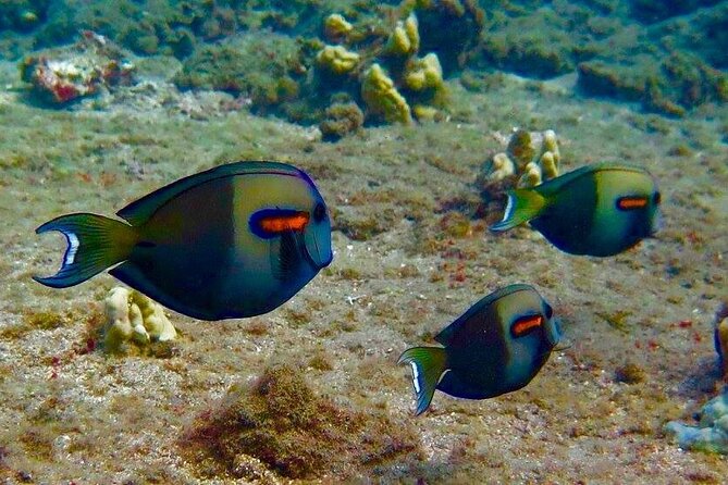 Eco Sea Scooter Beach Entry - Rent a GoPro Video tape Sea Turtles - Mermaid tails, shirts, and Sharkband2: fun with a reason