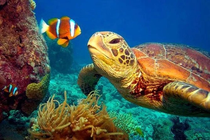 Eco Sea Scooter Guided Beach Tour From The Famous Kapalua Bay - Price and Value: Is $179 Worth It?