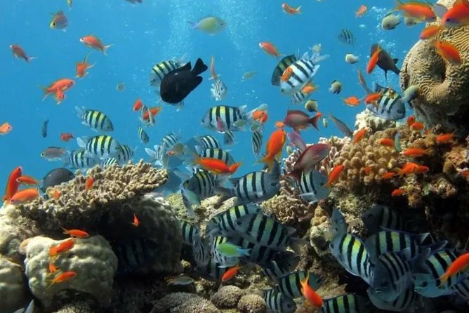 Eco Sea Scooter Guided Beach Tour From The Famous Kapalua Bay - Who This Tour Fits Best (And Who Should Skip It)