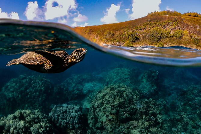 First Timers and Non-Swimmers Snorkeling Experience in Wailea - Zephyr Wailea Snorkeling: The Real Experience for First-Timers