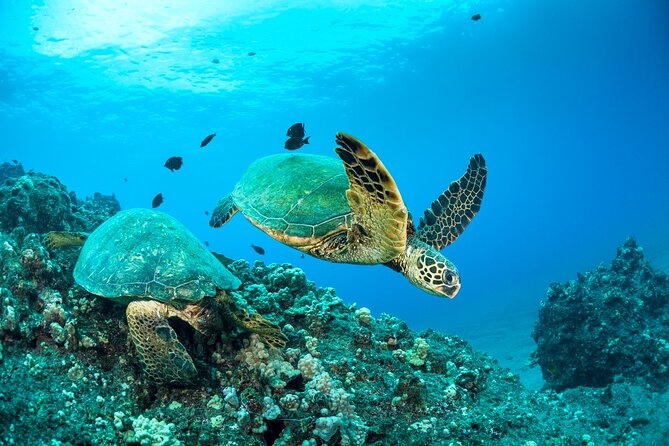 Four Winds Maui Afternoon Snorkel Tour to Coral Gardens - Afternoon Reef Time: Why This Half-Day Schedule Works