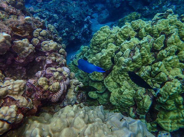 Four Winds Molokini Snorkeling Tour from Maalaea Harbor - Snorkeling the Molokini Crater Reef: What 2 Hours Really Means