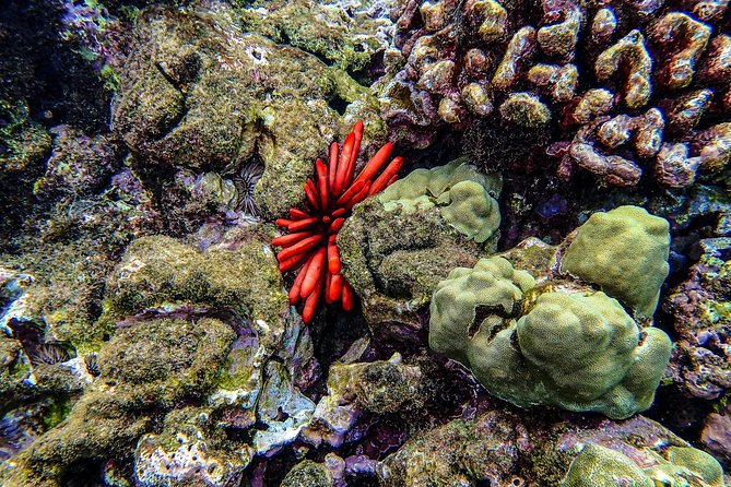 Four Winds Molokini Snorkeling Tour from Maalaea Harbor - Value and Price: Is $202.59 Worth It?