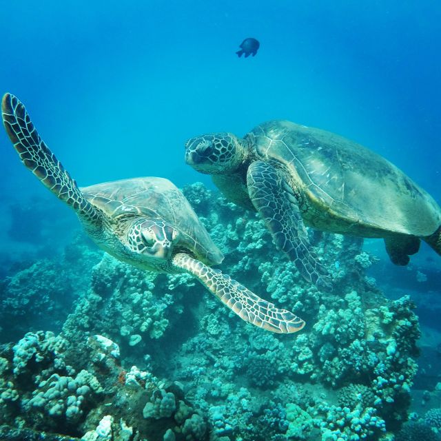 From Kaanapali: Afternoon West Maui Snorkeling w/ Drinks - A catamaran that runs on “conditions first”