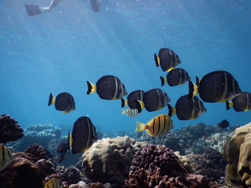 From Kaanapali: Afternoon West Maui Snorkeling w/ Drinks - Making your snorkeling time count (without overthinking it)