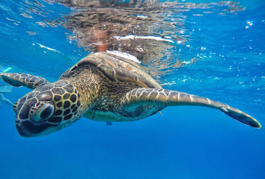 From Kaanapali: Afternoon West Maui Snorkeling w/ Drinks - Food, pu pu appetizers, and drinks that feel part of the trip
