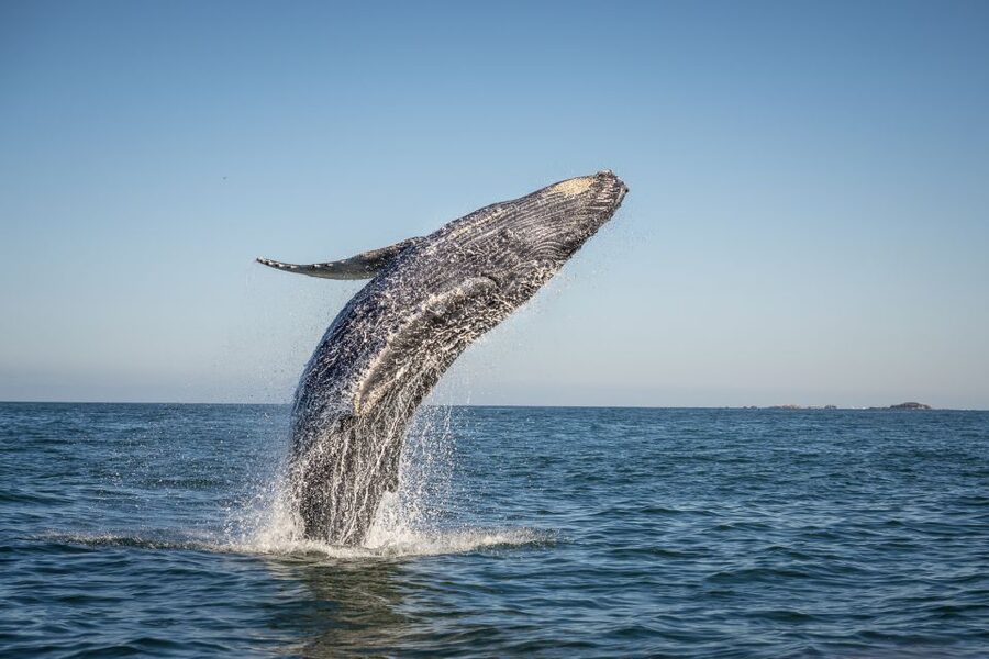 From Ma'alaea: Afternoon Whale Watch Tour Aboard the Malolo - Why it feels worth the $59