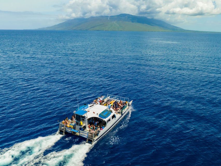 From Ma'alaea: Afternoon Whale Watch Tour Aboard the Malolo - Price and value: when $59 feels like the right kind of deal