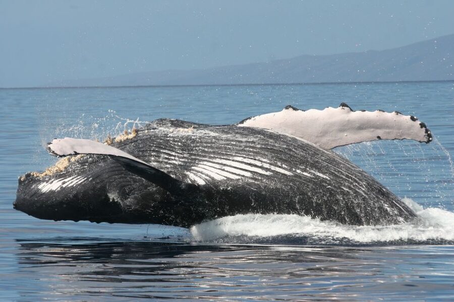 From Ma'alaea: Afternoon Whale Watch Tour Aboard the Malolo - Underwater hydrophones: hearing the whales, not just seeing them