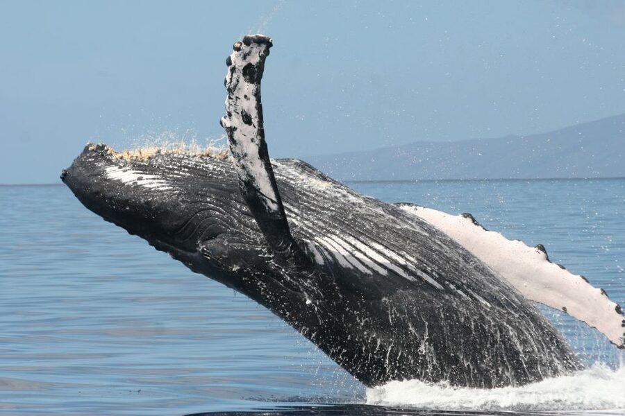 From Ma'alaea: Afternoon Whale Watch Tour Aboard the Malolo - Ma’alaea Bay cruising: the scenic part you’ll actually notice