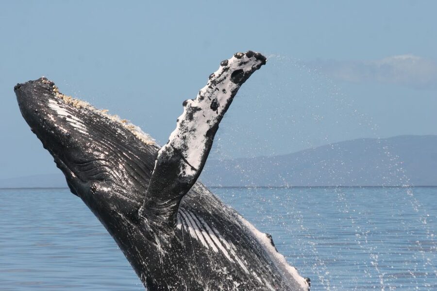 From Ma'alaea: Afternoon Whale Watch Tour Aboard the Malolo - Captain and crew storytelling: learning why whales act the way they do