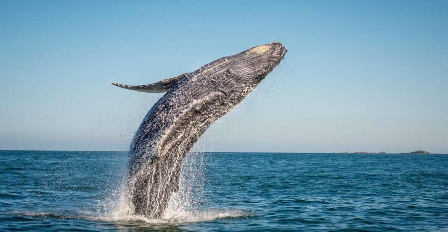 From Ma'alaea: Afternoon Whale Watch Tour Aboard the Malolo - Ma’alaea check-in: getting to Slip 87 without stress