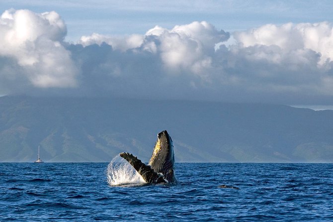 From Ma'alaea Harbor, Maui: Whale Watch Cruise Aboard Malolo - Key Things I’d Focus On Before You Go