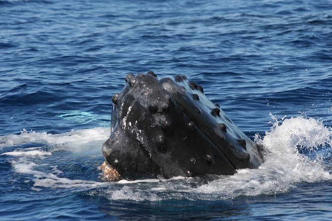 From Ma'alaea Harbor, Maui: Whale Watch Cruise Aboard Malolo - Drinks and Comfort: What’s Included, What Costs Extra