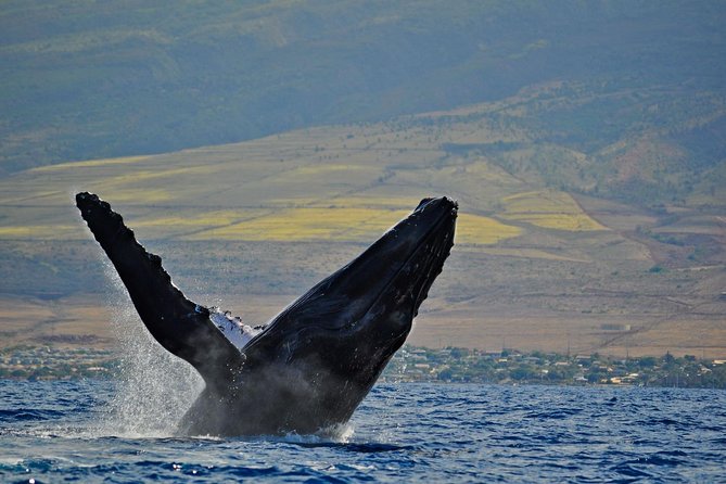 From Ma'alaea Harbor, Maui: Whale Watch Cruise Aboard Malolo - What the Crew Adds: Safety-First + Local Storytelling