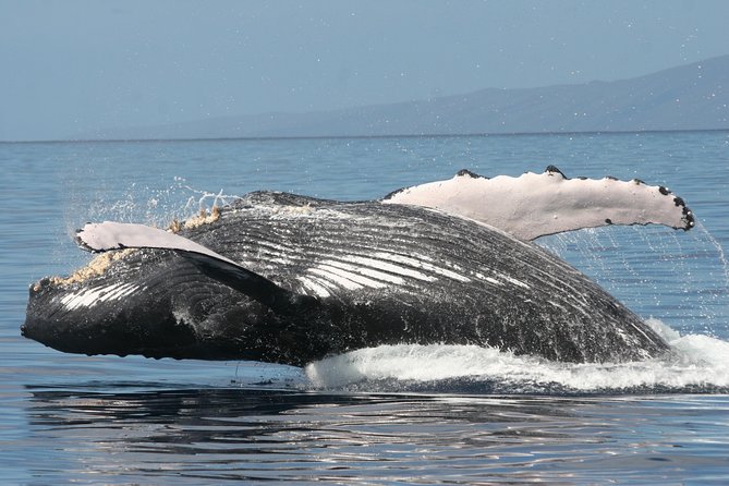 From Ma'alaea Harbor, Maui: Whale Watch Cruise Aboard Malolo - Timing and Viewing Strategy: How to Get the Best Chance