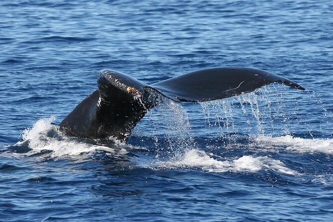 From Ma'alaea Harbor: Sunset Whale Watch Tour Aboard the Malolo - Maalaea 3:30 Departure: Getting on the Water Without Headaches