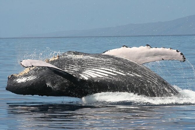 From Ma'alaea Harbor: Sunset Whale Watch Tour Aboard the Malolo - Underwater Hydrophone: Hearing Whale Song While You Watch