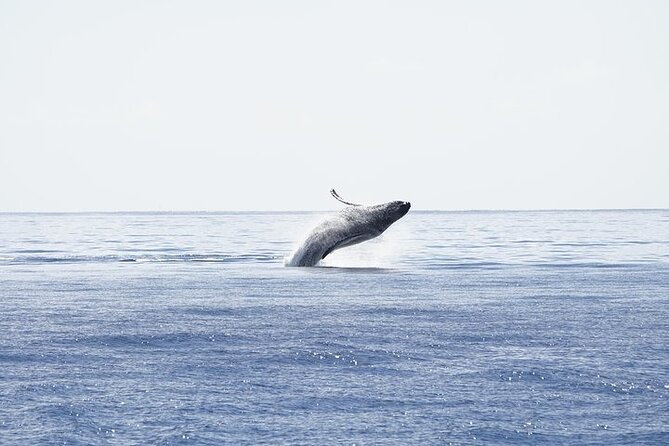 From Ma'alaea Harbor: Sunset Whale Watch Tour Aboard the Malolo - Soda, Juice, and Water: Small Inclusion, Big Comfort