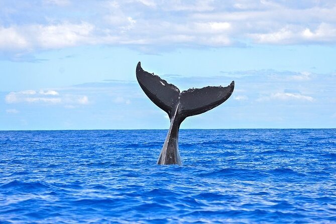 From Ma'alaea Harbor: Sunset Whale Watch Tour Aboard the Malolo - How the Whale Hunt Works: What You’re Looking For on the Surface