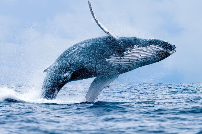 From Ma'alaea Harbor: Whale Watch Cruise Aboard the Malolo - Quick hits before you go