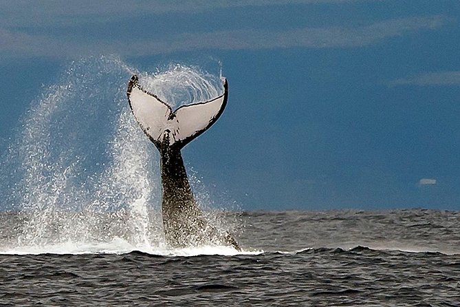 From Ma'alaea Harbor: Whale Watch Cruise Aboard the Malolo - How the second stop fits in: Malolo Molokini snorkeling connection