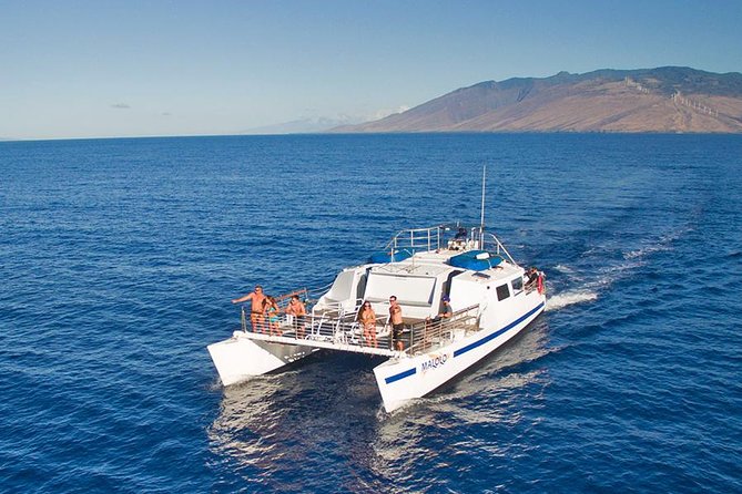 From Ma'alaea Harbor: Whale Watch Cruise Aboard the Malolo - What you’re actually looking for: humpback moves in plain language