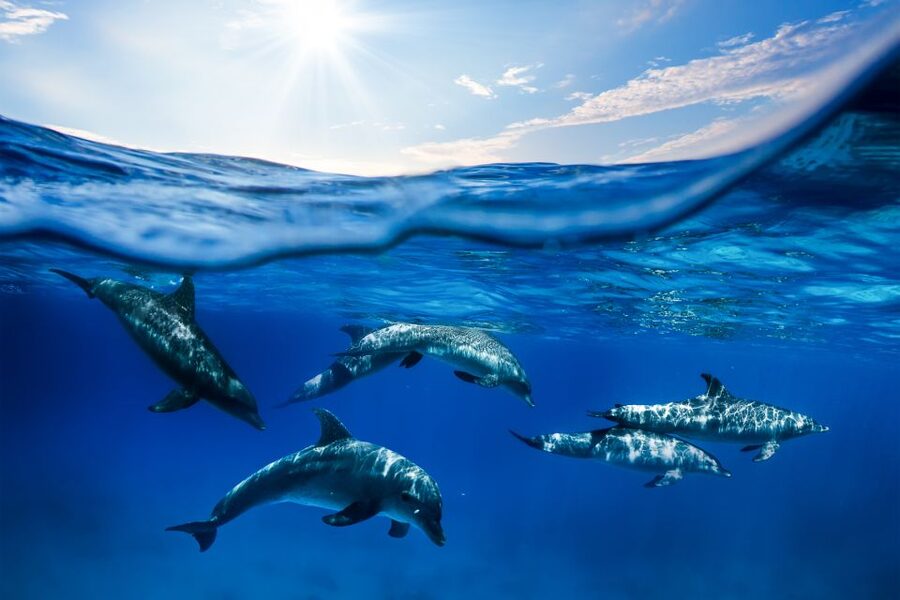 From Ma'alaea: Turtle Town Snorkel aboard Quicksilver - Food, motion, and sea-sickness reality checks