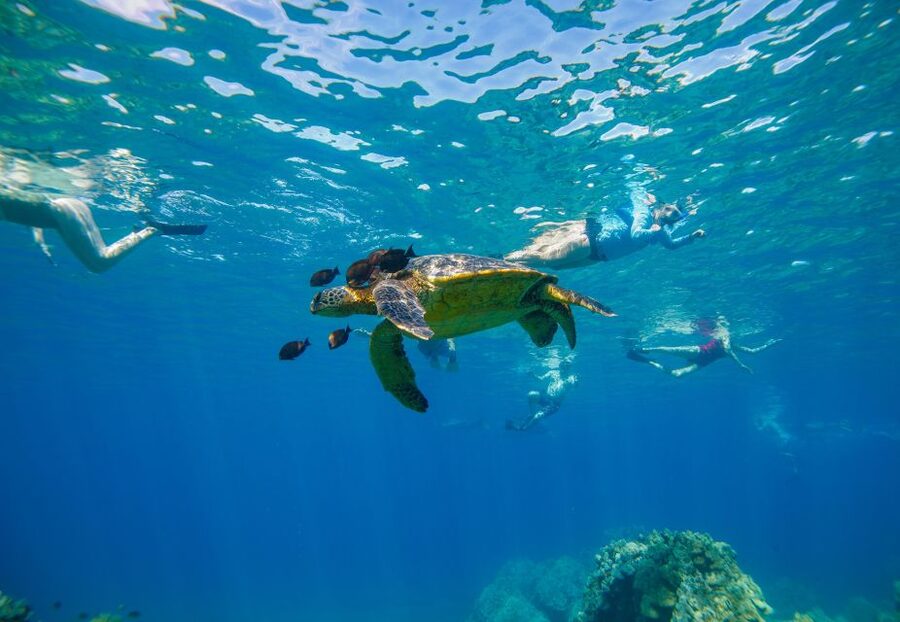 From Maalaea: Turtle Town 3-Hour Snorkel and Sail Adventure - Key highlights at a glance