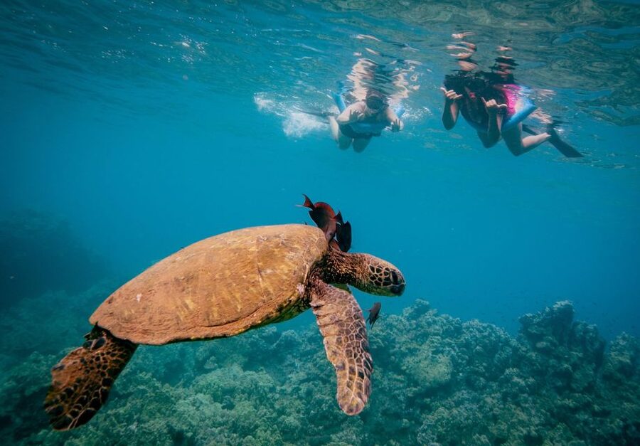 From Maalaea: Turtle Town 3-Hour Snorkel and Sail Adventure - Logistics that matter: towels, sunscreen, and what to bring