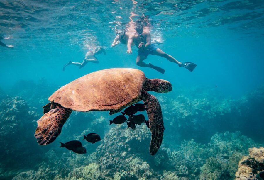 From Maalaea: Turtle Town 3-Hour Snorkel and Sail Adventure - The food and drinks are not an afterthought here