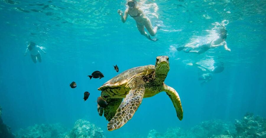 From Maalaea: Turtle Town 3-Hour Snorkel and Sail Adventure - Turtle Town, Coral Garden, Olowalu Reef: how the route affects what you see
